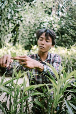 Asya kökenli bir adam bahçecilikte titiz bir bakım sergilemek için bitki yapraklarını seçiyor.