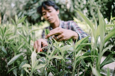 Asya kökenli bir adam bahçecilikte titiz bir bakım sergilemek için bitki yapraklarını seçiyor.