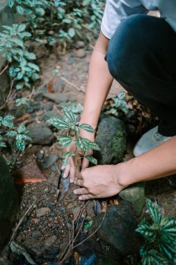 Asyalı bahçıvanın genç bir ağaç dikmesi çevre yönetimine elle yaklaşımını gösteriyor.