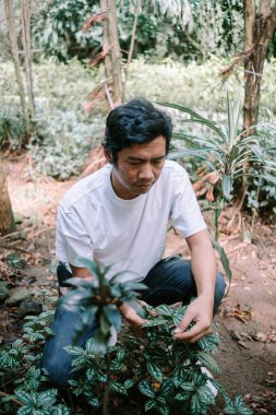Asya kökenli bir adam bahçecilikte titiz bir bakım sergilemek için bitki yapraklarını seçiyor.