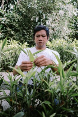 Asya kökenli bir adam bahçecilikte titiz bir bakım sergilemek için bitki yapraklarını seçiyor.