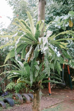 Asplenium nidus, Aspleniaceae familyasından tropikal güneydoğu Asya 'ya özgü epifik eğreltiotu türü.