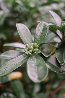 Brezilya kiraz ve Grumichama olarak da bilinen Eugenia brasiliensis Brezilya 'nın güneyine özgü orta büyüklükte bir ağaç türüdür.