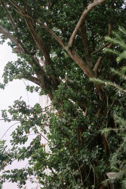 Şehir parkında bir ağaç dimdik duruyor, şehir manzarasının ortasında bir parça doğa ve sükunet sunuyor.