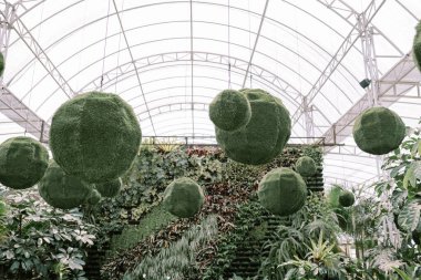 Küresel bir dekoratif düzende şekillendirilmiş yeşil bitkiler, kapalı ya da açık alana canlı ve benzersiz bir dokunuş ekliyorlar.
