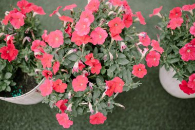 Petunia atkinsiana, Petunya 'da yetişen ve P. axillaris ve P. integrifolia arasındaki tüm melez petunya türlerini kapsayan bir bitkidir..