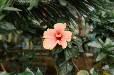 Kundura bitkisi, halk arasında Çin amblemi, Çin gülü, Hawaii amblemi, gül tozu ve ayakkabı boyası olarak bilinir.