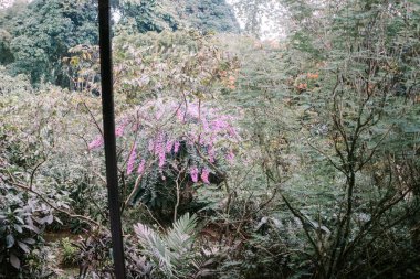 2 metreye kadar büyüyen birkaç küçük ağaç gövdeleri yaklaşık 3 cm çapında.