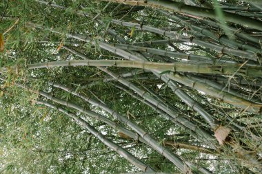 Yüzlerce bambu ağacı gür, gür bir orman oluşturuyor. Doğa, sükunet ve sürdürülebilir manzaralar için mükemmel..
