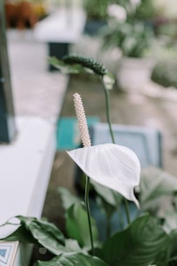 Lilium candidum (Madonna zambağı veya beyaz zambak), zambak familyasından bir bitki türü. Balkanlara ve Orta Doğu 'ya özgüdür ve Fransa, İtalya ve Ukrayna gibi Avrupa' nın diğer bölgelerinde ve Kuzey Afrika, Kanarya Adaları 'nda vatandaşlık alır.