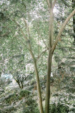 Hassas dalları ve canlı yaprakları olan küçük bir ağaç gövdesi büyümeyi ve dayanıklılığı simgeliyor. Doğa, beslenme ve çevre güzelliği konuları için ideal.