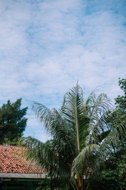 Bir palmiye ağacı ve çam ağacı bulutlarla benekli mavi gökyüzüne doğru uzanır..