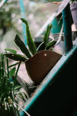 Turkuaz merdivenlerde eşsiz bir çömlek.