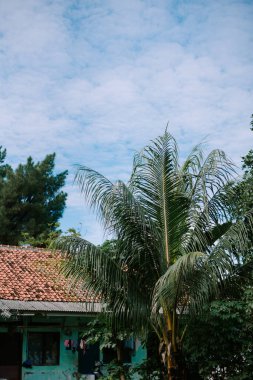 Bir palmiye ağacı ve çam ağacı bulutlarla benekli mavi gökyüzüne doğru uzanır..