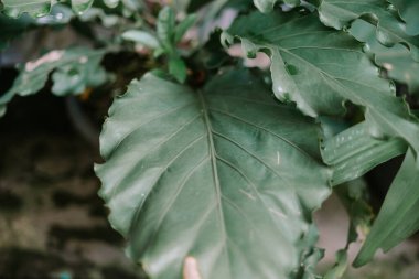 Vibrant green leaves close-up, showcasing intricate details and textures. Perfect for nature and botanical projects. clipart