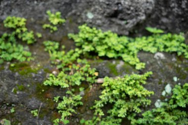 Kalıplı taş duvarda büyüyen yeşil yosun..