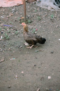 Horozlar ve tavuklar canlı tüylerini sergileyerek taşra çiftliğinde gururla dururlar..