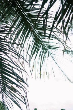 Bulutlu bir gökyüzüne karşı siluetli palmiye ağaçları dramatik ve kasvetli bir tropikal sahne yaratıyor..