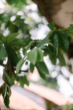 Çamurlu Lastik İzleri çok güzel 