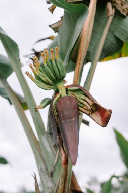Büyük yeşil yaprakların arasında sarkan muz ağacı çiçeği..