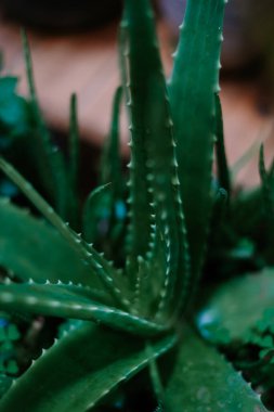 Dikenli yapraklarını ve zengin yeşil rengini vurgulayan bir aloe vera bitkisinin ayrıntılı görüntüsü.