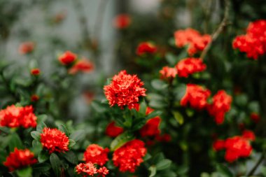 Büyüleyici bir yakın plan, yemyeşil yaprakların arasında canlı kırmızı ixora çiçekleri sergiliyor. Yaprakların ve yaprakların karmaşık ayrıntıları büyüleyici bir görsel doku oluşturuyor. Görüntü, tropik bir bahçenin güzelliğini ve huzurunu yakalar., 