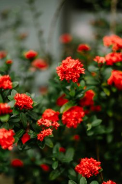 Büyüleyici bir yakın çekim zengin, kırmızı ixora çiçeklerini gösteriyor. Bu tropikal çiçekler yemyeşil bir bitki örtüsüne karşı sergilenerek canlı ve göz alıcı bir botanik görüntüsü oluşturur. Yaprakların ve yaprakların ayrıntıları yumuşakça gelişir.