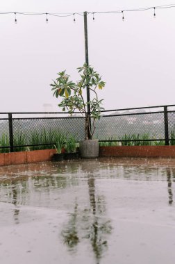 A rooftop scene with a potted plant during a light rain. The wet surface reflects the plant and the overcast sky, creating a tranquil ambiance. The droplets and reflections add texture and depth to the view, giving it a calming feel. clipart