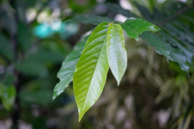 Yakından bakınca tropik bir bitkinin yemyeşil yapraklarını gösteriyor. Canlı renkler ve karmaşık detaylar doğanın güzelliğini ve tazeliğini vurgular. Arkaplan ve botanik çizimler için ideal.