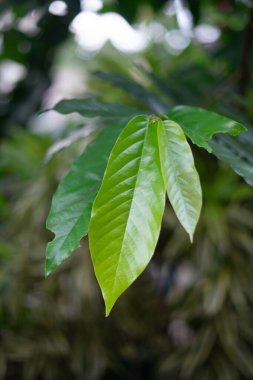 Canlı yeşil tropikal yaprakların yakın plan çekimi yeni bir büyüme sergiliyor. Görüntü bitkinin karmaşık ayrıntılarını ve doğal güzelliğini vurgulayarak taze cazibesini yakalıyor. Botanik, çevre, sağlık ve tropikal alanlarla ilgili projeler için mükemmel.