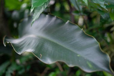 Canlı, yeşil, dalgalı kenarlı bir yaprağın yemyeşil ve tropikal bir ortamda yakın plan çekimi. Botanik yaprağının doğal güzelliğini ve dokulu detaylarını yakalar. Taze ve egzotik bir dokunuşa ihtiyaç duyan tasarımlar için idealdir..