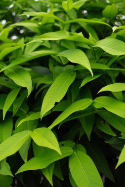 Canlı yeşil yapraklardan oluşan yakın plan doğal ve gür bir zemin oluşturuyor. Resim yeşilliğin dokusunu ve desenlerini vurguluyor, tazelik ve büyüme hissi uyandırıyor..