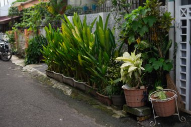Sakin bir kentsel bahçe sahnesinde kaldırım boyunca çeşitli saksı bitkileri ve yeşillikler yer alır. Yeşillik, tropikal bitki örtüsü sokağın nötr tonlarına karşı canlı bir kontrast oluşturuyor. Kompozisyon doğanın beklenmedik güzelliğini vurguluyor.