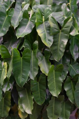 Canlı yeşil filodendron burle marx yaprağı yakın çekim. Bu gür, tropikal yapraklar doğal, botanik bir doku oluşturur. Tazelik ve büyümeyi çağrıştıran arka planlar ve tasarımlar için mükemmeldir..