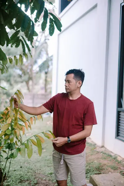Bahçesindeki küçük bir ağacın yapraklarına hayran bir adam. Bu huzurlu doğa ortamında düşünceli ve huzurlu görünüyor..