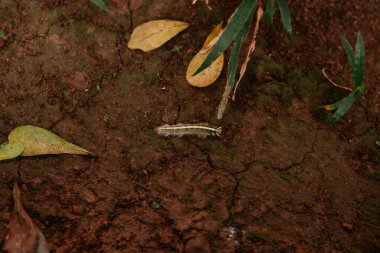 Çizgili bir tırtıl çatlamış, zengin kahverengi topraklar boyunca sürünür. Görüntü, doğal ortamındaki küçük böceğe odaklanıyor.