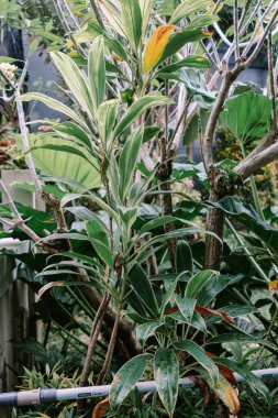 Doğal ortamda çeşitli Cordyline yaprakları içeren tropikal yapraklar. Botanik güzelliğinin özünü yakalar..