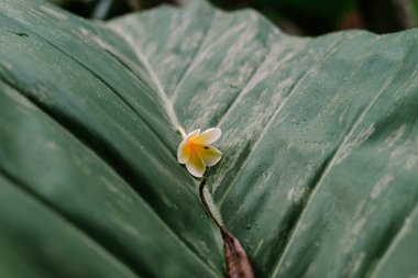Tek bir narin frangipani çiçeği, dokuları ve su damlaları olan geniş, çeşitli tropikal bir yaprağın üzerinde yatar..