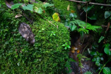 Bereketli subtropikal yağmur ormanları manzarası, yosun kaplı kütükler ve çevreleyen orman yaprakları.