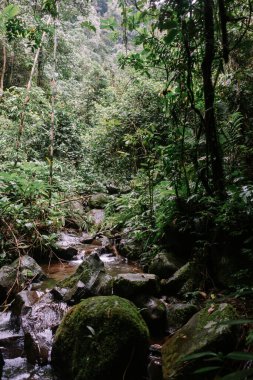 Bereketli bitki örtüsü ve yosunlu kayalarla çevrili yoğun yağmur ormanlarından sakin bir dere akar..