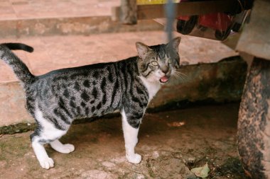 Benekli bir tekir kedi açık bir ağızla dışarıda, bir aracın yanında, benzersiz işaretlerini sergiliyor..