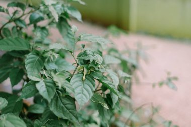 Huzurlu bir bahçe ortamında yeşillikleri kapat. Doğal ışıkta yakalandılar. Doğal güzelliği ve huzuru çağrıştırıyor..