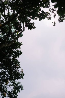 Bulutlu bir gökyüzüne karşı ağaçların karamsar görüntüsü. Siluetli yapraklar huzur verici ve huzurlu bir manzara yaratıyor.