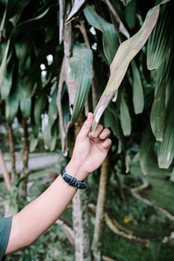 Dışarıda tropikal bir yaprak parçası tutuyor. Doğayı keşfedin ve taze bir bahçede botaniğin güzelliğini gözlemleyin.