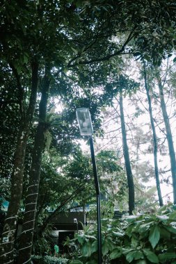 Bereketli yapraklar ve güneşli ağaçlar arasında eski tarz bir lamba direğini gösteren sakin doğa sahnesi