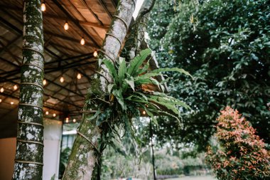 Tropikal eğreltiotları ağaç gövdelerinde yetişir ve sıcak kırsal ışıklıklarla tamamlanmış canlı ve doğal bir tasarım elementi yaratır..