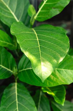 Canlı yeşil yaprakları ve sağlıklı bir bitkinin sarı damarlarını gösteren yakın çekim. Görüntü doğanın karmaşık güzelliğini sergiliyor..