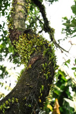 Ağaç gövdesinin yakın plan küçük bitkiler ve sarmaşıklarla kaplı, bulanık bir arka plan.