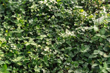 Yoğun yeşil yapraklı zemin örtüsünün dokusu ve ışıklandırması çeşitliliğiyle yakın plan görüntüsü.