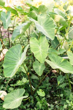 Bahçe ortamında büyüyen büyük yeşil yapraklı taro bitkilerinin yakın çekimi doğal güzelliklerini gözler önüne seriyor..